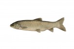 amur bily
