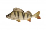 okoun ricni