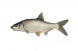 podoustev ricni